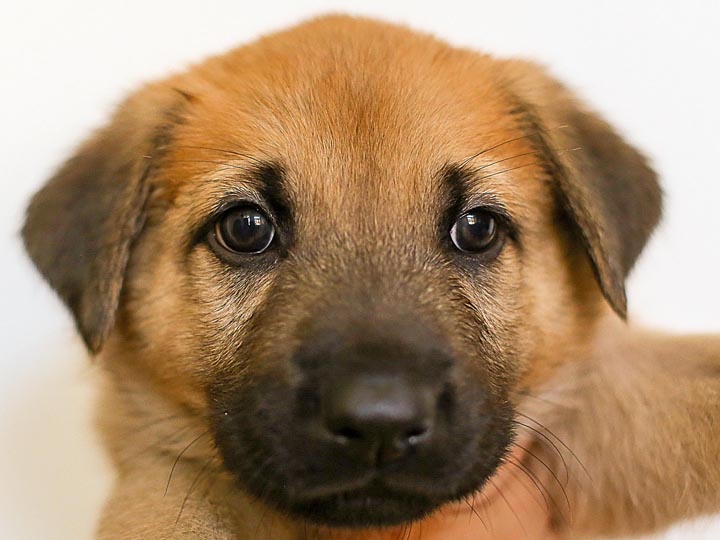 chinook puppy